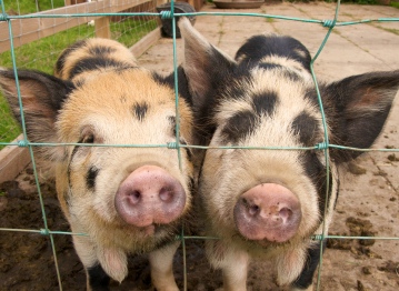 pigs
