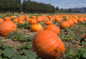 pumpkin290