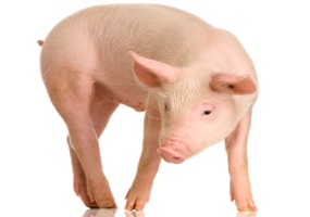 President Obama, Enough of the Earmarks!