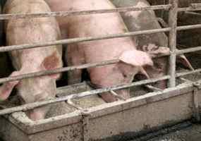 pigs285 pigs285