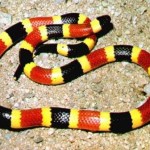coral-snake coral-snake