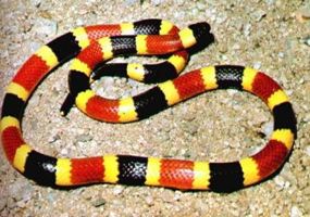 coral-snake285 coral-snake285