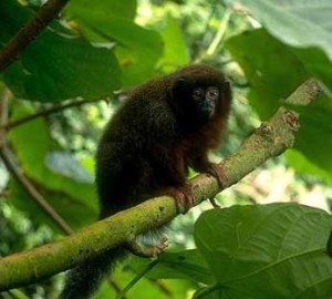 Is That a Monkey In Your Pocket?