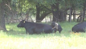Revealed: Where Do Bacon Cheeseburgers Come From?